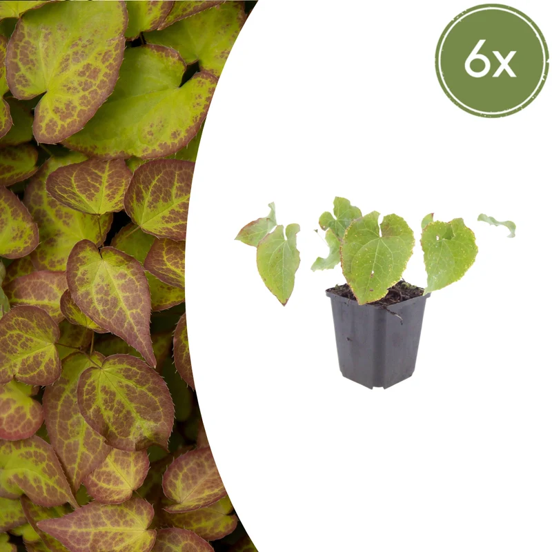 6x Epimedium perralc. 'Frohnleiten'