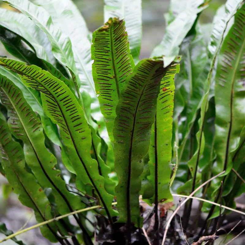 24x Asplenium scolopendrium