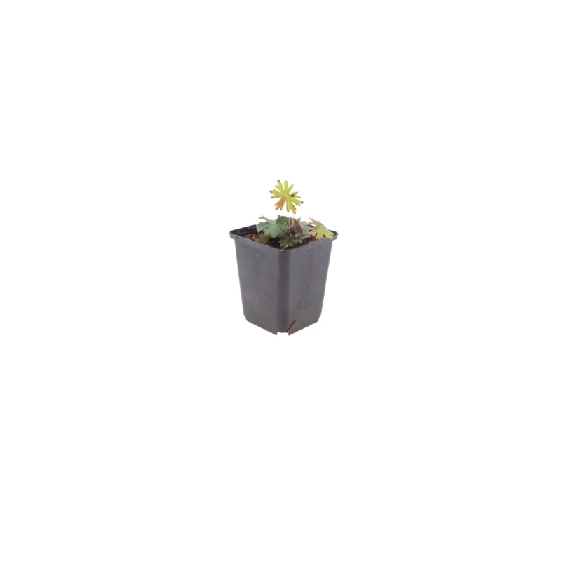 24x Geranium sanguineum