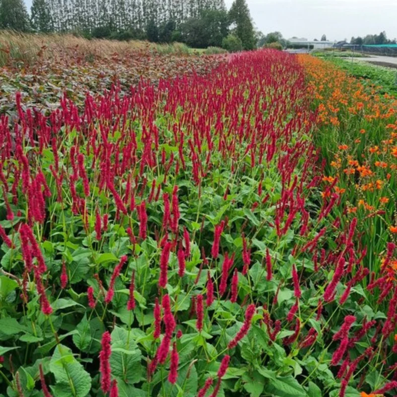 48x Persicaria a. 'Blackfield'