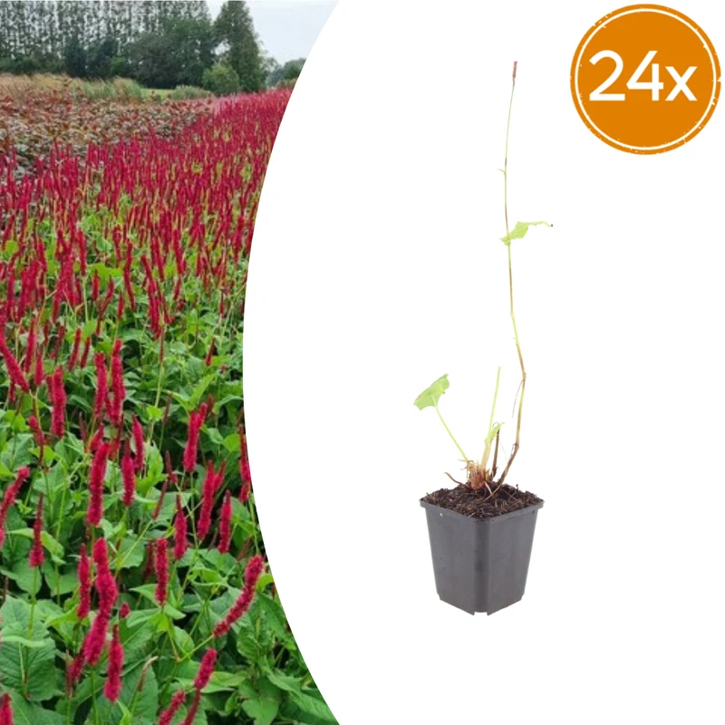 24x Persicaria a. 'Blackfield'