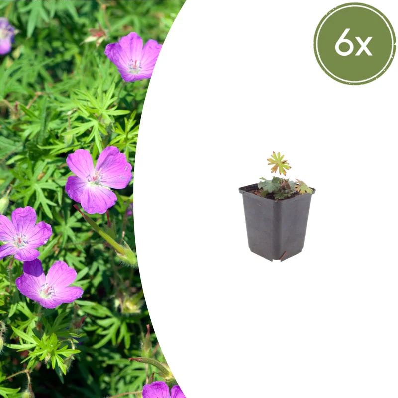 6x Geranium sanguineum