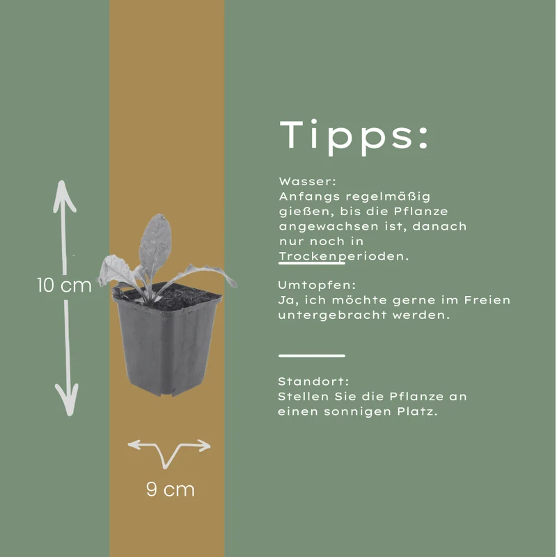 12x Echinops ritro