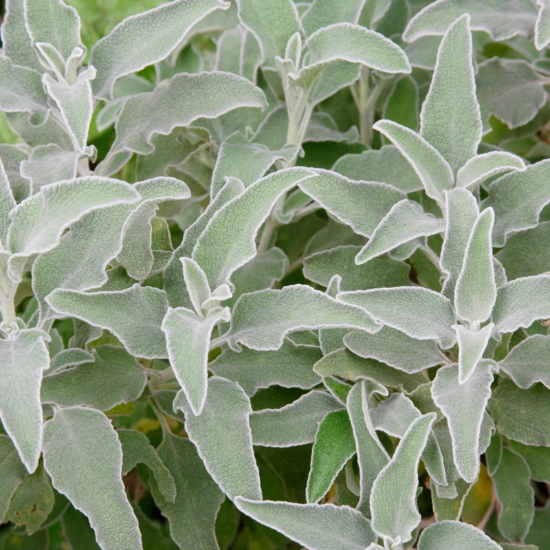 12x Stachys byzantina