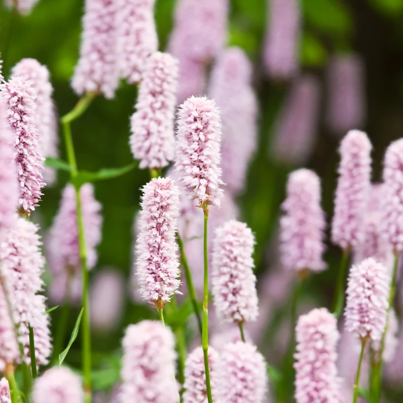 24x Persicaria a. 'Alba'