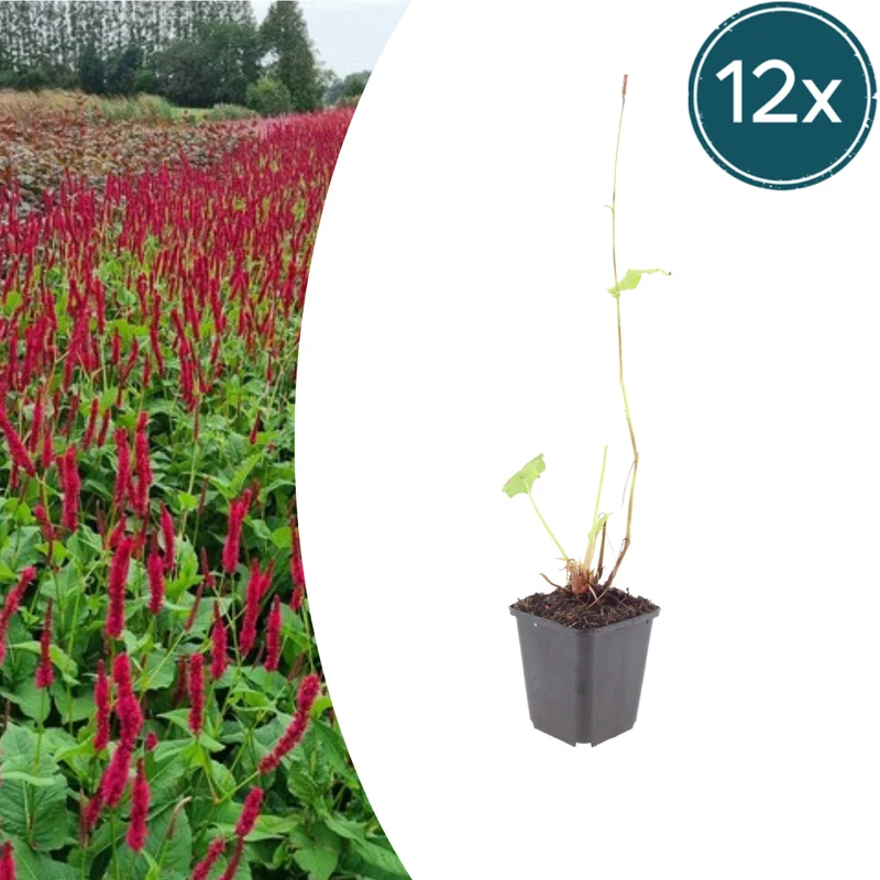12x Persicaria a. 'Blackfield'
