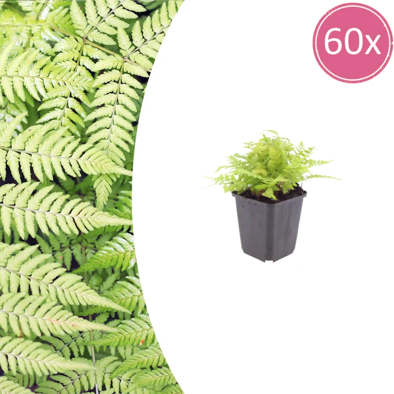 60x Dryopteris filix-mas
