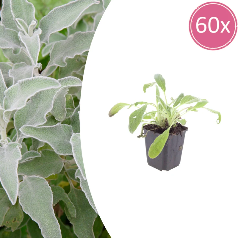 60x Stachys byzantina