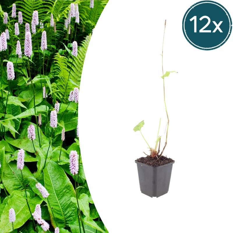 12x Persicaria a. 'Alba'