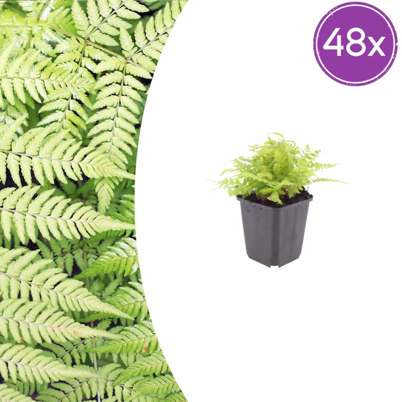 48x Dryopteris filix-mas