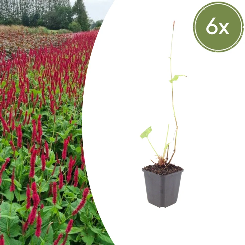 6x Persicaria a. 'Blackfield'
