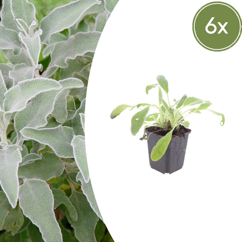 6x Stachys byzantina