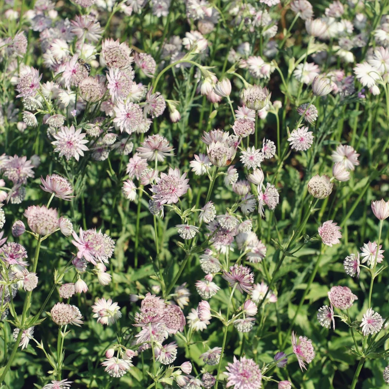 48x Astrantia major