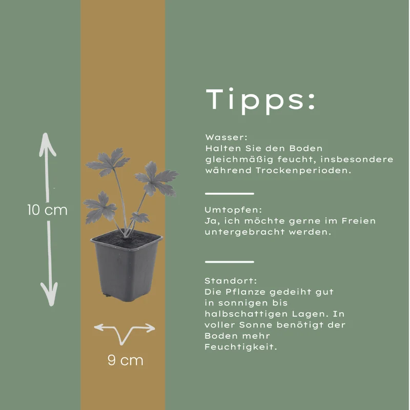 12x Astrantia major