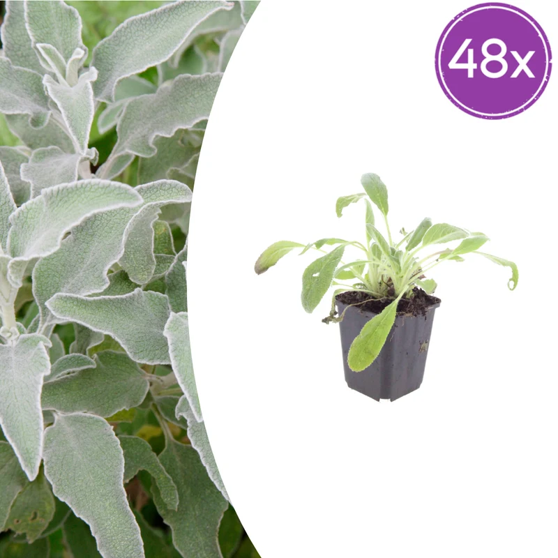48x Stachys byzantina