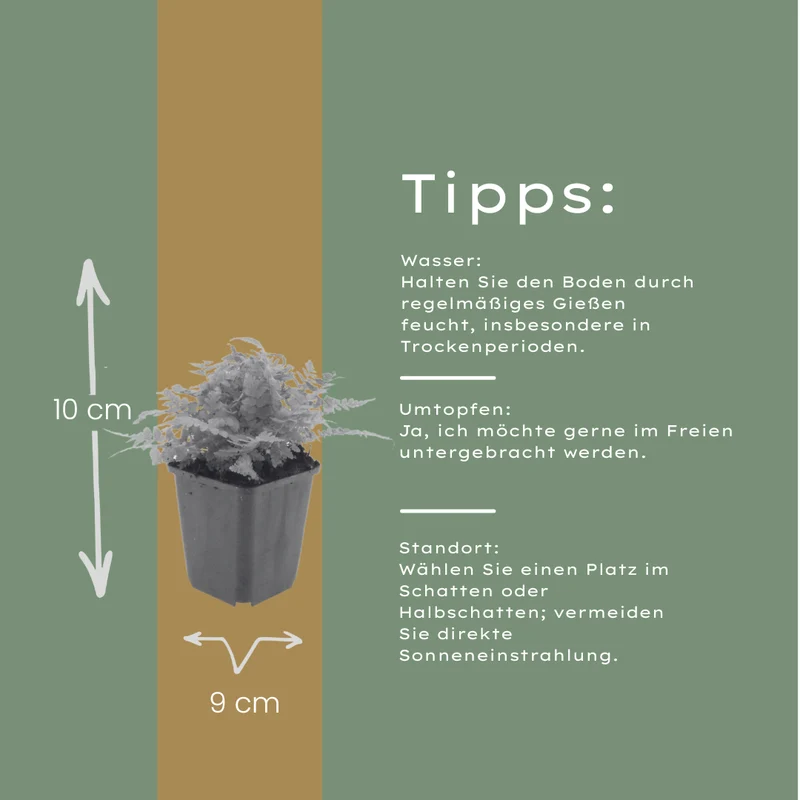 12x Dryopteris filix-mas