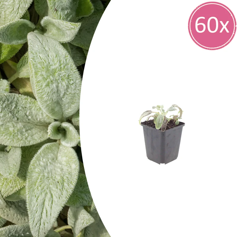 60x Stachys byzantina 'Silver Carpet'