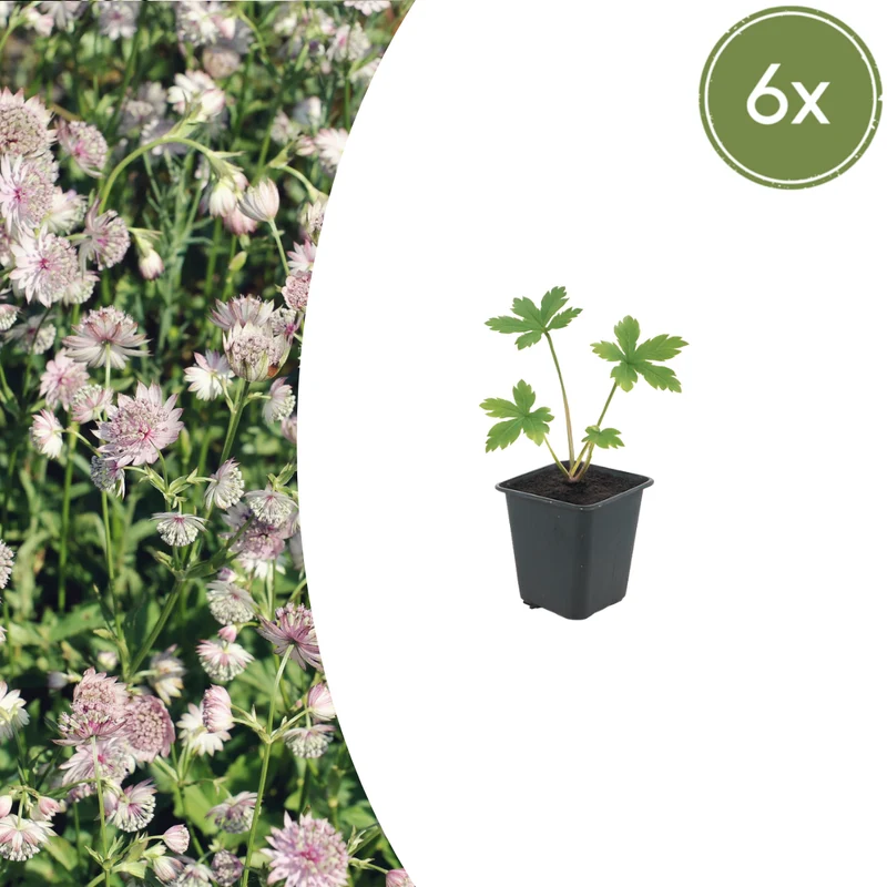 6x Astrantia major