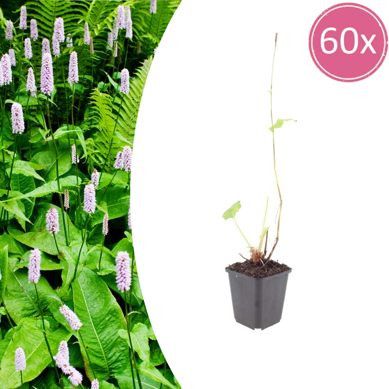 60x Persicaria a. 'Alba'