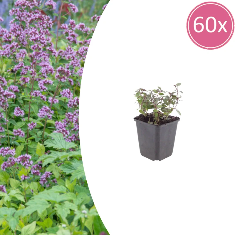 60x Origanum laevigatum 'Herrenhausen'