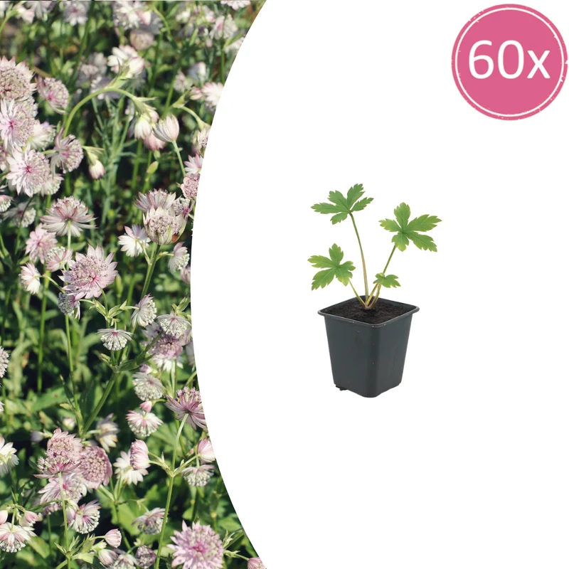 60x Astrantia major