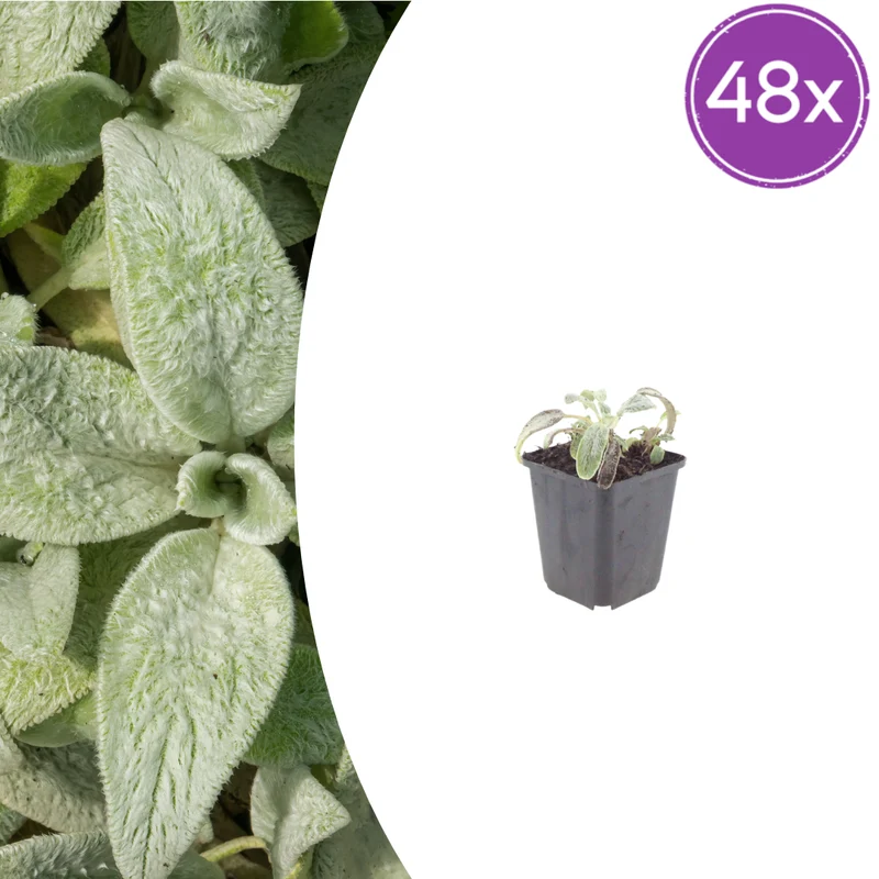 48x Stachys byzantina 'Silver Carpet'