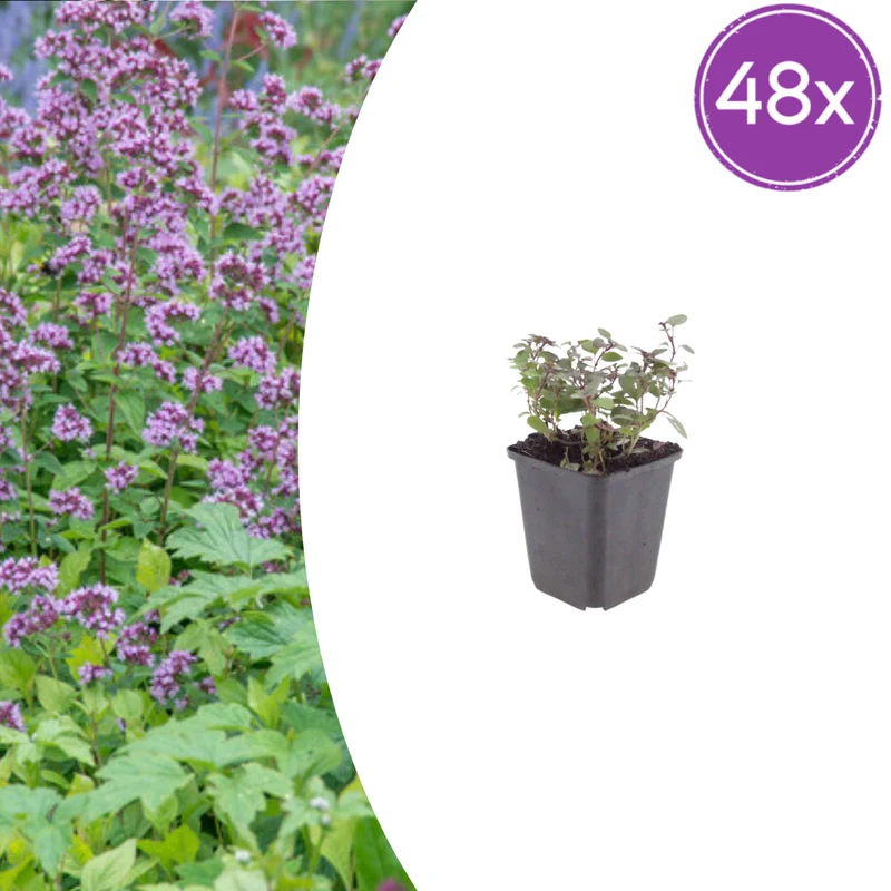 48x Origanum laevigatum 'Herrenhausen'
