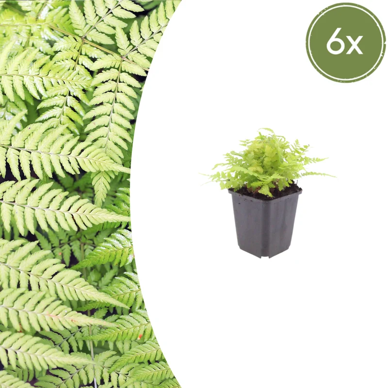 6x Dryopteris filix-mas