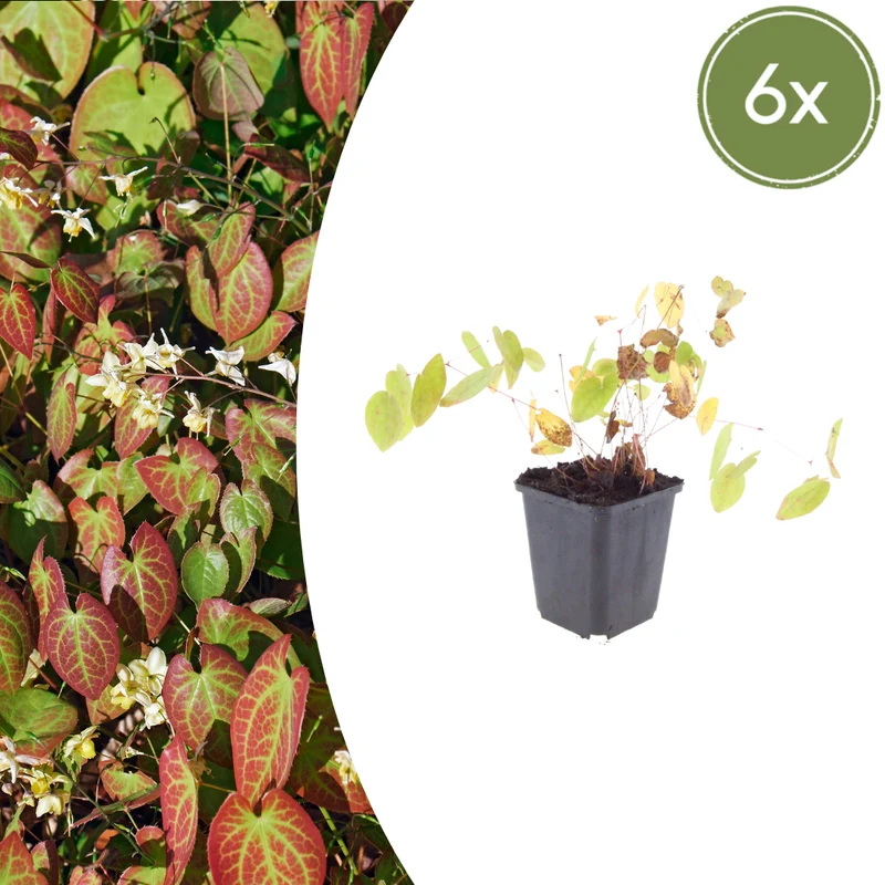 6x Epimedium y. 'Niveum'