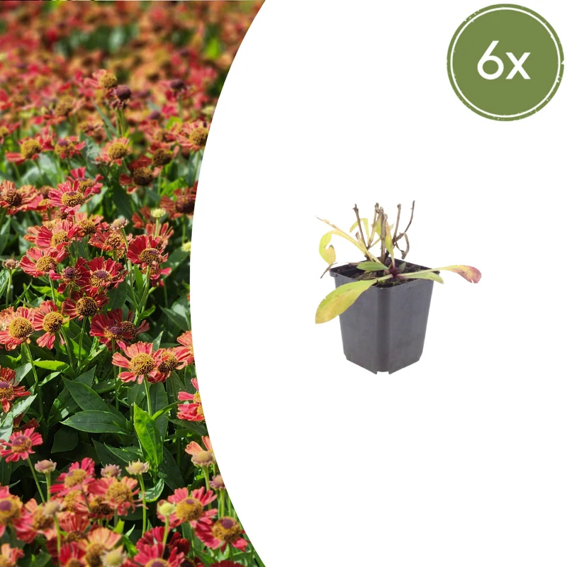 6x Helenium 'Moerheim Beauty'