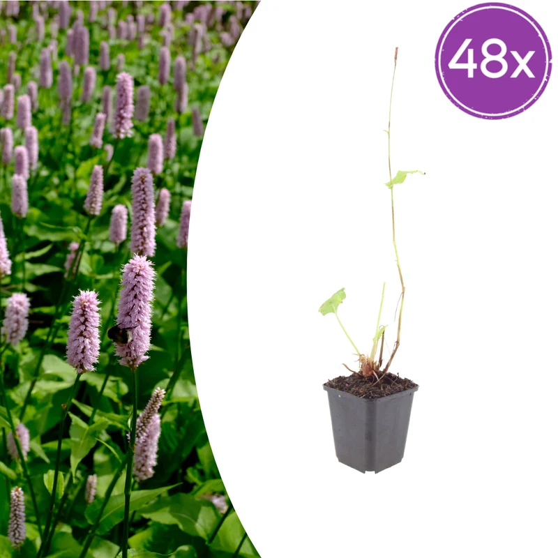 48x Persicaria aff. 'Superba'