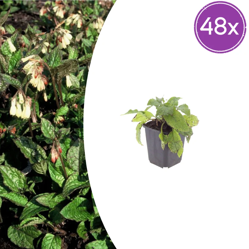 48x Symphytum grandiflorum