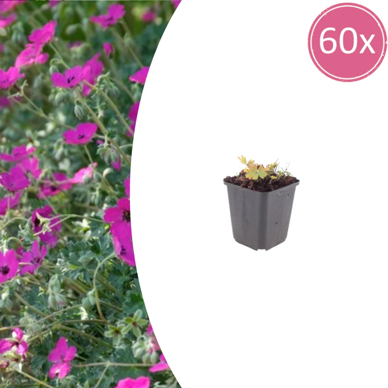 60x Geranium sang. 'Max Frei'