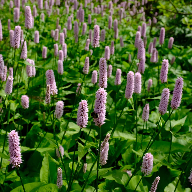 24x Persicaria aff. 'Superba'