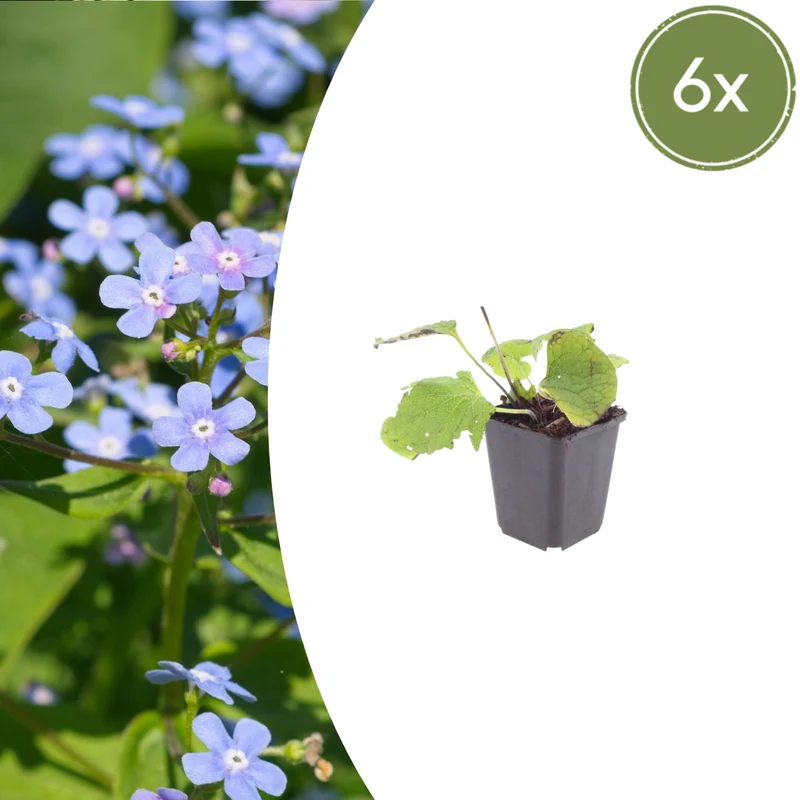6x Brunnera macrophylla