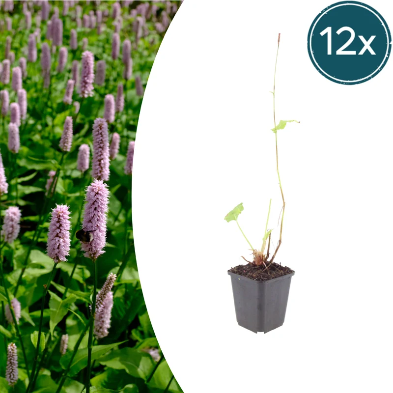 12x Persicaria aff. 'Superba'