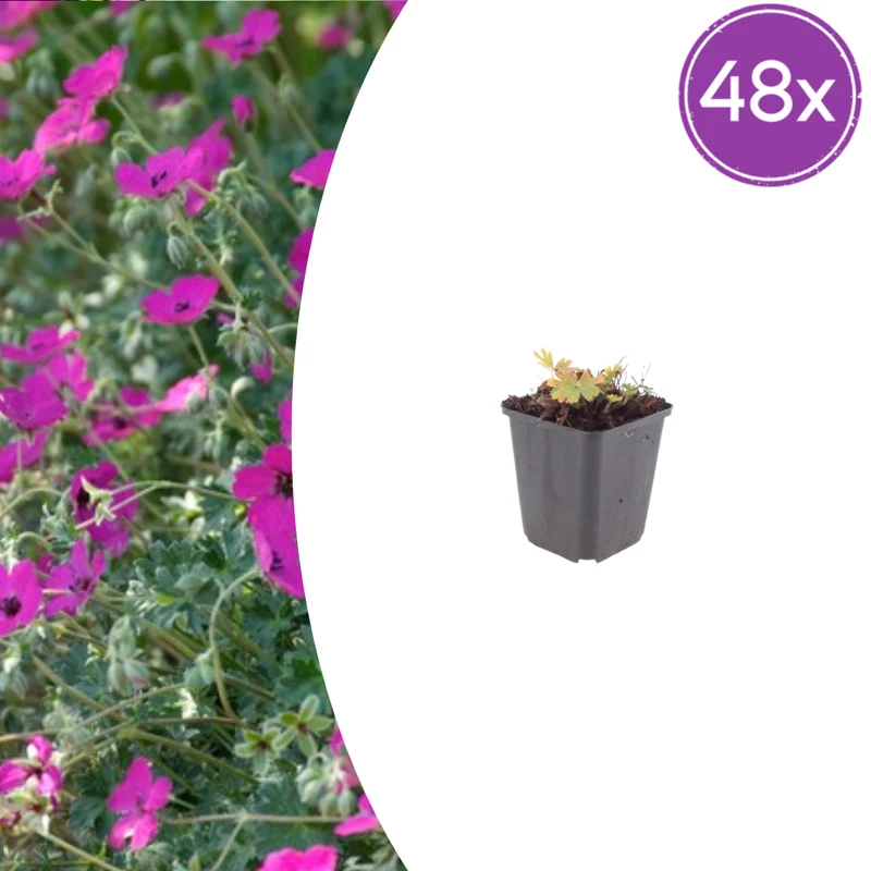 48x Geranium sang. 'Max Frei'