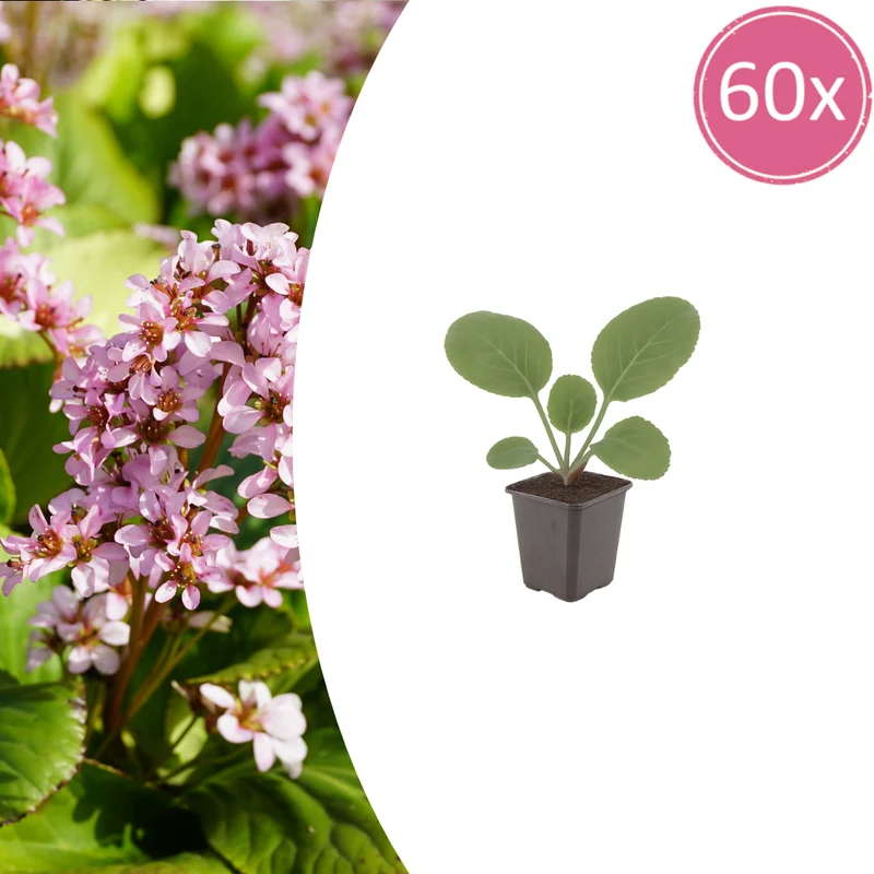 60x Bergenia cordifolia