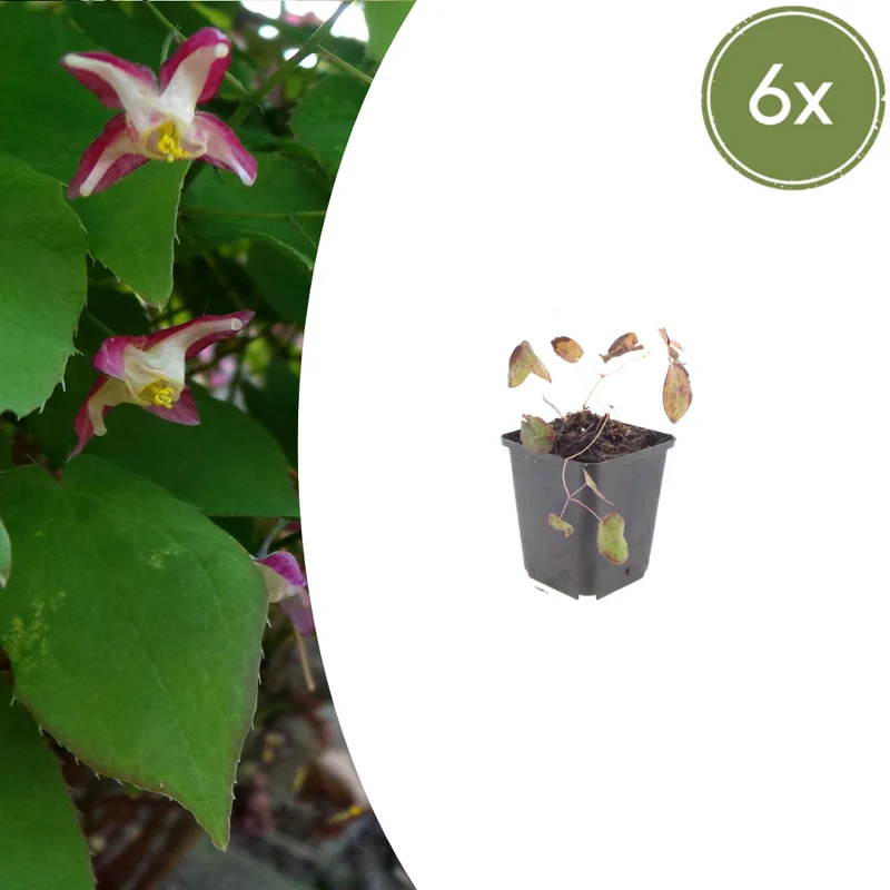 6x Epimedium rubrum