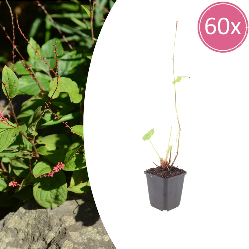 60x Persicaria a. 'Speciosa'