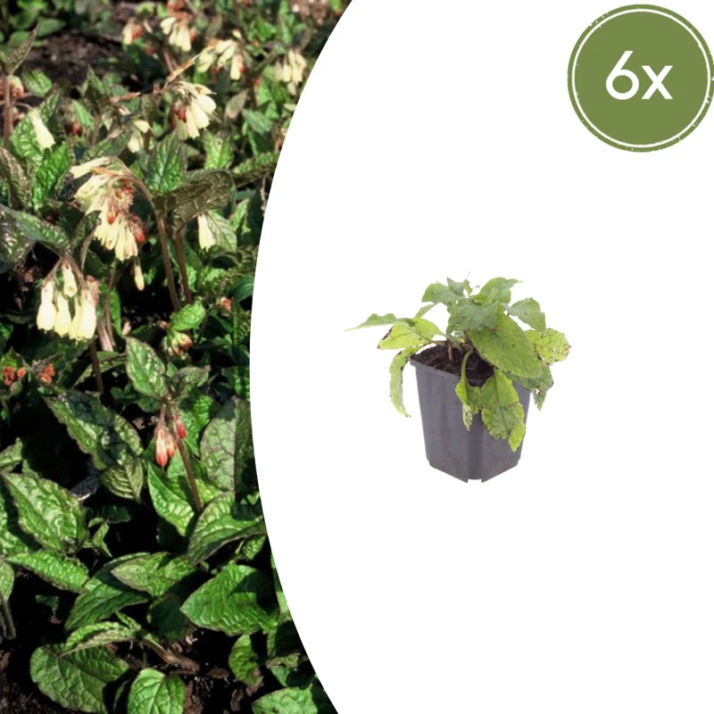 6x Symphytum grandiflorum