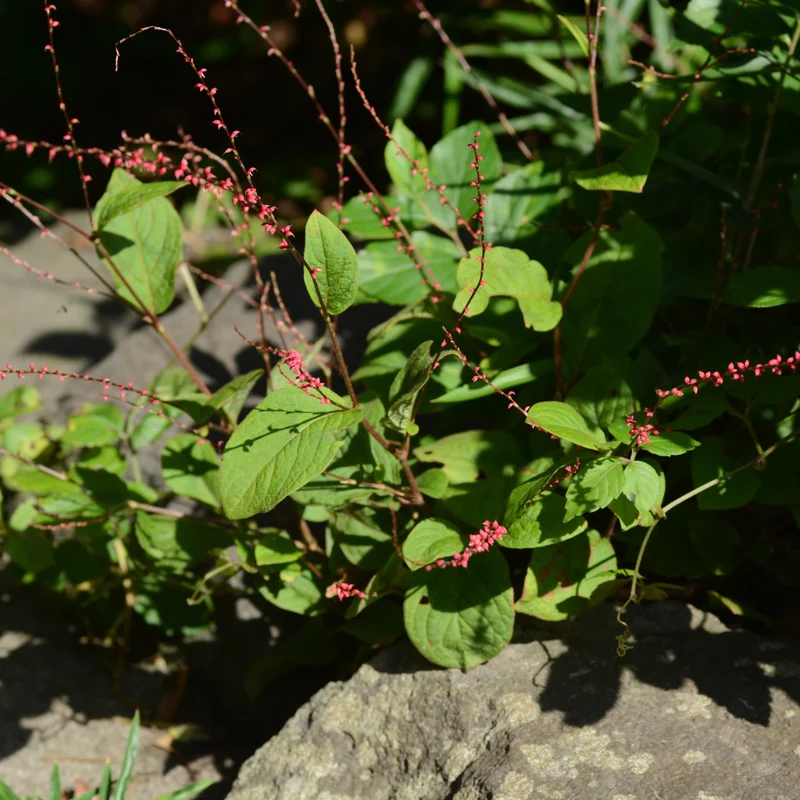 6x Persicaria a. 'Speciosa'