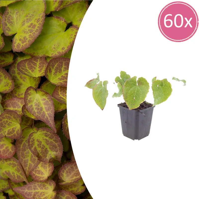 60x Epimedium perralc. 'Frohnleiten'