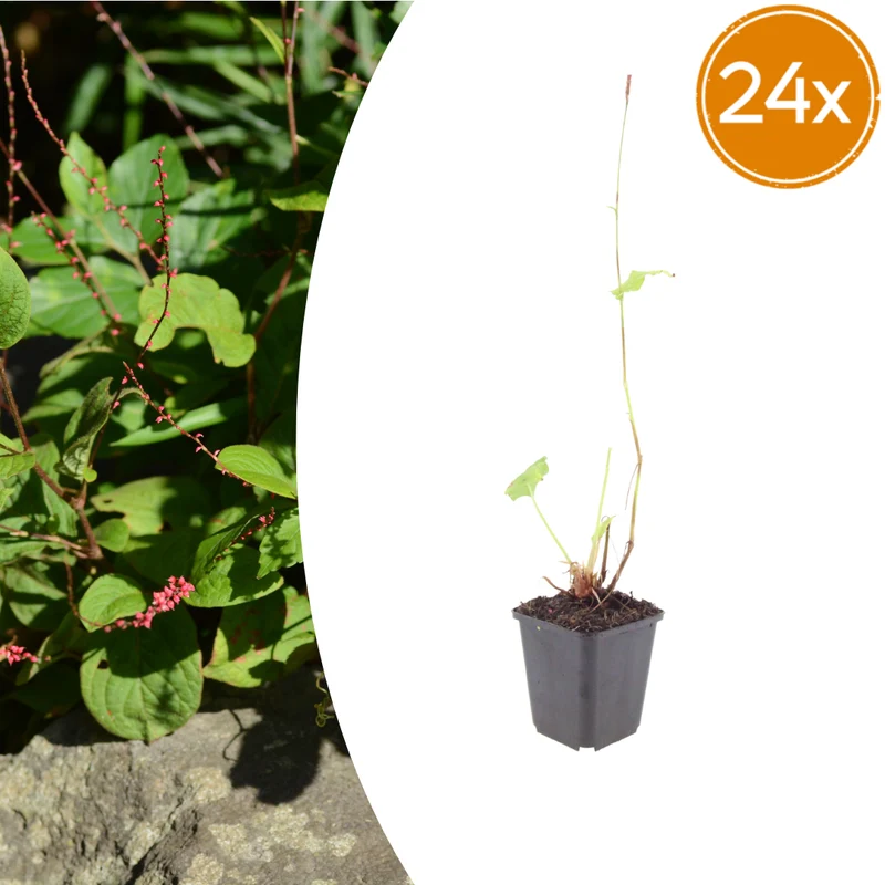 24x Persicaria a. 'Speciosa'