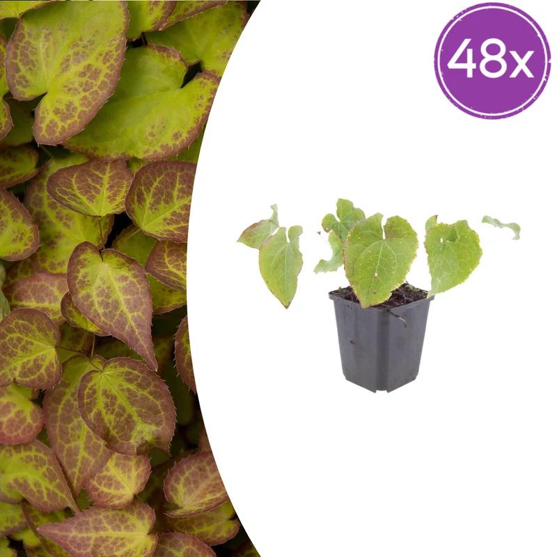 48x Epimedium perralc. 'Frohnleiten'