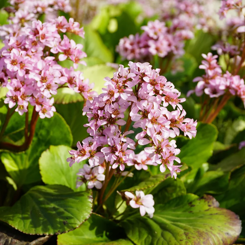 24x Bergenia cordifolia