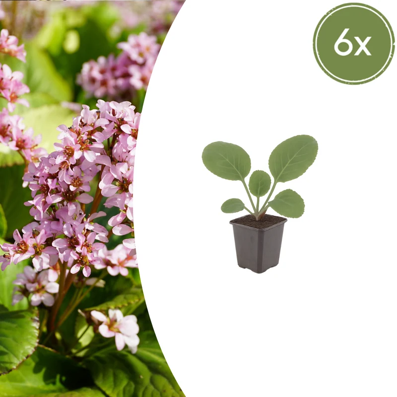6x Bergenia cordifolia