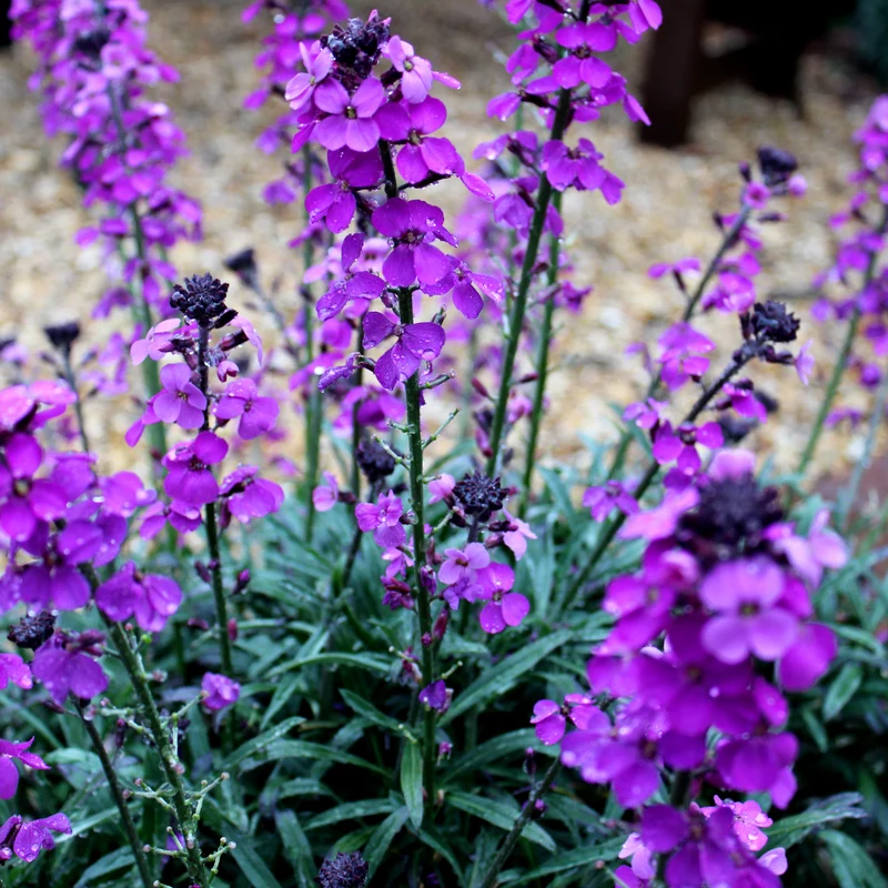 60x Erysimum 'Bowles' Mauve'