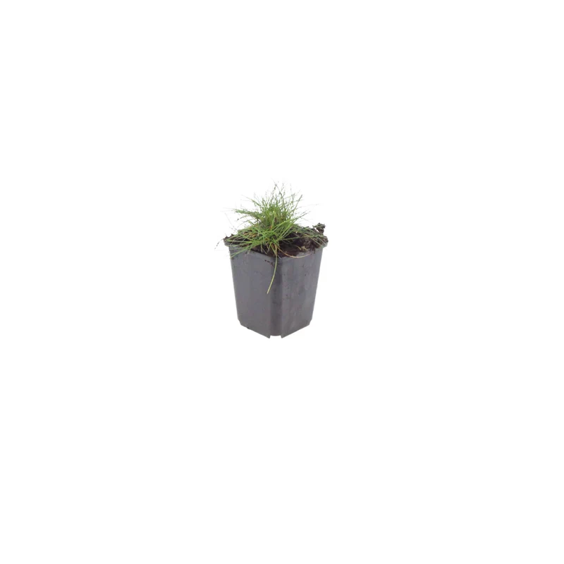 48x Festuca gautieri
