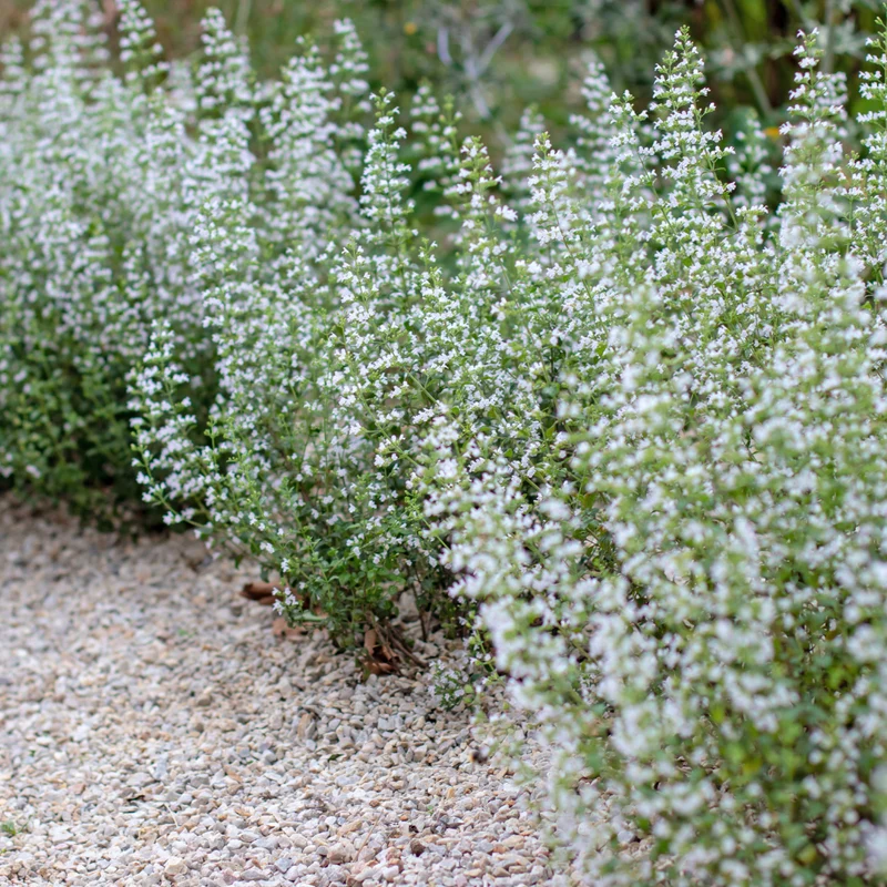 12x Calamintha n. nepeta